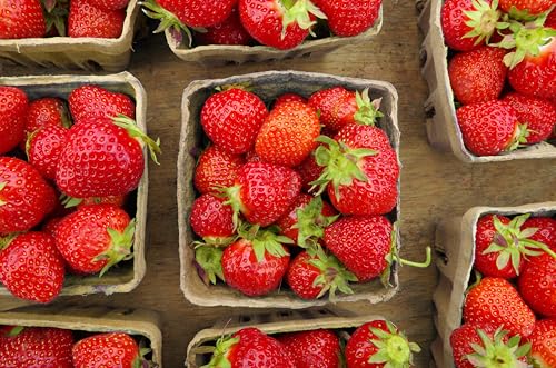 40 Pack Natural Berry Basket 1 Pint, Pulp Fiber Vented Produce Containers Farmers Market Basket, Fruit & Vegetable Containers - view 2